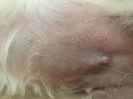 My dog keeps sucking on her nipple, she is not pregnant and her nipples are  Bruced because she keeps doing it . Why is this strange... | PetCoach