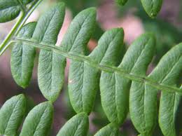 Image result for Pteridium aquilinum