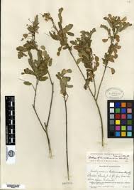 Image result for Aeschynomene pawekiae