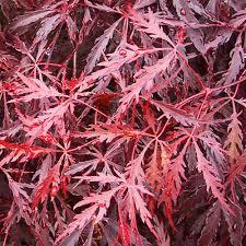 Find great deals on ebay for weeping japanese maple trees. Acer Palmatum Dissectum Tamukeyama Buy Lacy Japanese Maples