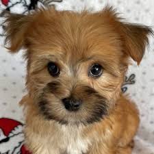 Morkie poo puppies for sale in florida. Morkies Heavenly Puppies