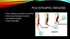 Check spelling or type a new query. Control Of Movement Nervous System Ultimate Function Of The Nervous System Brain As The Homunculus Ppt Download