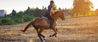 The horse camp photo page tells a lot about a day at horse camp. Top Places For Horse Riding Lessons In Dubai For Kids Adults Mybayut