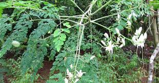 Moringa Oleifera Sonjna Drumstick Tree Family Moringaceae Moringa Plants Moringa Oleifera