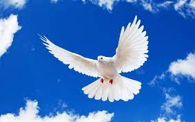 Blue Sky White Dove Flying New Desktop Wallpaper In Hd Free Bird Wallpaper Dove Images Birds Flying