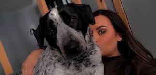 Here is my beautiful and sassy little heeler mix Ella 💜 A fun fact about  her is that her birthday is