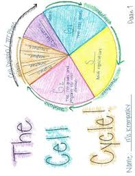 Your child can draw whatever pattern they want on the page. The Cell Cycle And Mitosis Coloring Book By Life Science For Middles By K