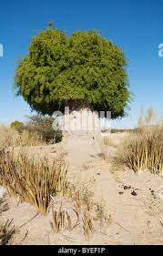 Image result for Salvadora australis