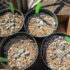 Cactuses are seemingly everywhere in l.a.: Picked Up Some Ariocarpus Retusus V Furfuraceus At The Los Angeles Cactus And Succulent Society Festival Cacti And Succulents Succulents Food