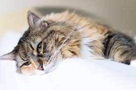 How To Tell If Your Cat Is Sick Signs And Symptoms Hillcrest Animal Hospital Bartlett Vets