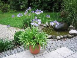 The chippings seemed a bit damp and a little mouldy in parts, but when we had done, the hedge looked great. Decorative Bark Suffolk Gardening Design Ideas