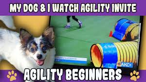 Watch dogs on your tv by downloading the akc.tv app on appletv, roku or amazon fire. My Dog And I React To Akc Agility Invitational 2019 Novice Dog Agility In 2020 Agility Training For Dogs Dog Agility Dogs