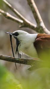 Image result for Adenocarpus mannii