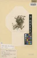 Image result for Tristicha trifaria