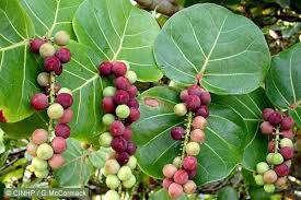 Image result for Coccoloba uvifera