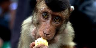 Produk kerajinan dari bahan keras merupakan produk kerajinan yang menggunakan bahan dasar yang bersifat keras. 4 Mitos Hewan Ini Dipercaya Jelmaan Manusia Merdeka Com