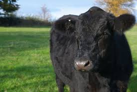 American aberdeen cattle are a selected strain of aberdeen angus cattle bred for many generations for smaller stature, roughage conversion, and efficiency of red meat production. Five Aberdeen Angus Cattle Stolen From Ni Farm Farminguk News