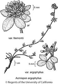 Image result for Aeschynomene multicaulis