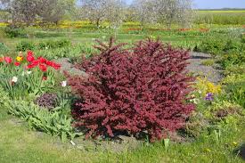 Image result for Berberis