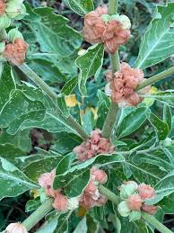 Image result for Withania