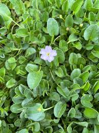 Image result for Falkia