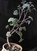 Image result for Senecio oxyriifolius