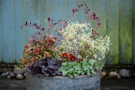 Ornamental pots and pots for large trees available. 10 Colourful Winter Pots Bbc Gardeners World Magazine