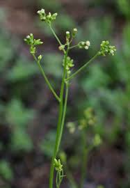 Image result for Senecio hochstetteri