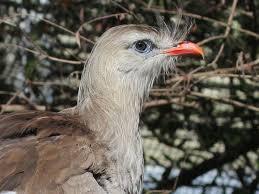 Image result for Sericorema