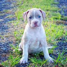 Maybe you would like to learn more about one of these? American Bully Puppies For Sale Greenfield Puppies