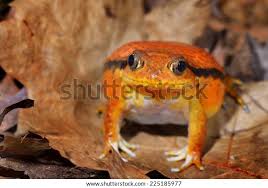 Image result for Fadogia fuchsioides