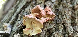 Image result for Merulius incarnatus