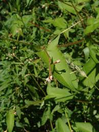 Image result for Persicaria hystricula