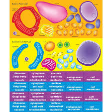 Build A Cell Poster And Magnets Set Science Cells Teaching Science Classroom Posters