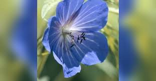 Randall Rubenstein Obituary