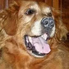 Unfortunately, many dogs with liver cancer are asymptomatic until the tumor reaches a large enough size to cause problems, which makes it a hard disease to prevent or. What Is The Life Expectancy Of A Dog With Liver Failure We Have Just Been Told By The Vet Quora