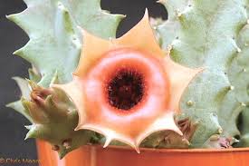 Image result for Huernia kirkii