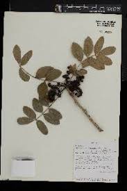 Image result for Zanthoxylum chalybeum