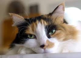 In the radio drama, they contemplate naming him lelouch the second before deciding on. The Year S Trendiest Cat Names