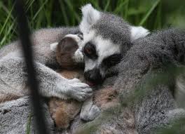 There Was A Baby Ring Tailed Lemur Born In The Bristol England Zoo Baby Animals Animal Photo Zoo Babies