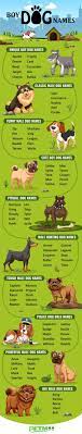 Male Dog Names For Boys Images Nomor Siapa