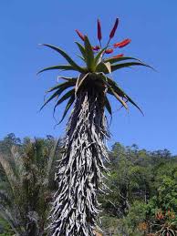 Image result for Aloe excelsa