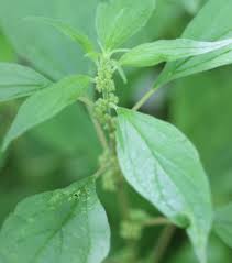 Image result for Parietaria