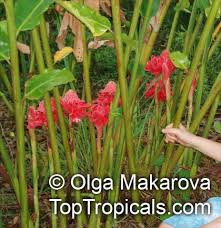 Image result for Laggera elatior