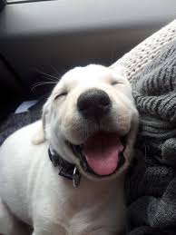 20 Cutest Puppy Smiles And What Do They Mean Petsutra Cute Animals Puppies Happy Animals
