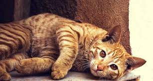 Will i get the ashes back? Pets At Peace Toronto Pet Cremation And Pet Loss Services