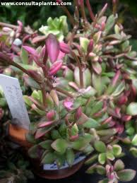 Image result for Anacampseros subnuda