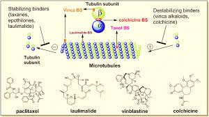 Image result for Ottelia lisowskii