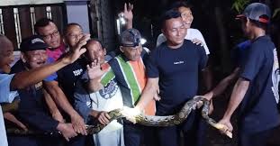 EXALOS INDONESIA LAKUKAN RESCUE ULAR PITON DI SRAGEN Endro rescuer EXALOS  INDONESIA regional Sragen kembali melaksanakan kegiatan penyelamatan satwa  berupa ular sanca kembang pada Senin, 2 Februari 2026, di wilayah Candi,  Bonagung,