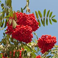 Ist Die Vogelbeere Giftig Das Sollte Man Beim Verzehr Beachten Anwendung Der Vogelbeere Als Heilmittel Rezept Vo Beeren Krauterpflanzen Essbare Pflanzen